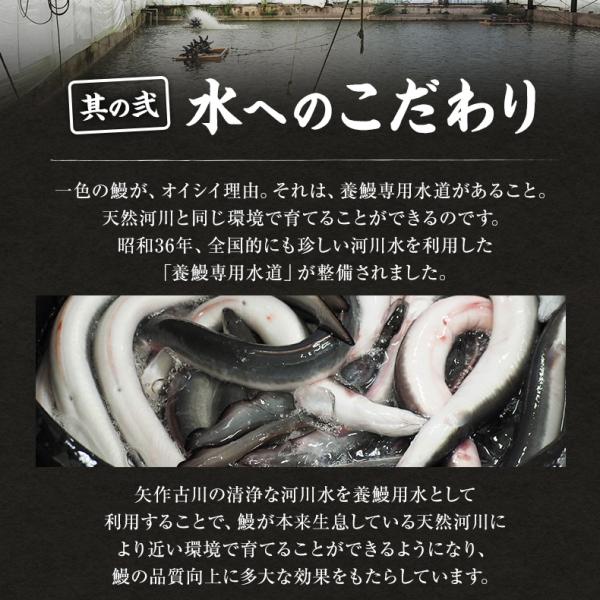 うなぎ ギフト 愛知三河一色産 特大ウナギ蒲焼長焼き 約140g×2尾セット 【兼光/鰻/ウナギ/蒲焼き/国産/国内産/贈答/プレゼント】