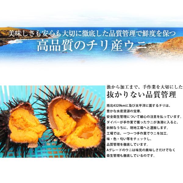 ウニ 天然生うに 100g 約2人前 ミョウバン不使用 無添加 うに 味見の良いチリ産高品質Aグレード 【雲丹/海胆/海栗/お取り寄せ/グルメ/ギフト/贈答】