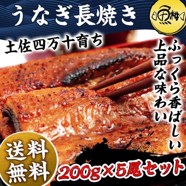 うなぎ 蒲焼き 国産 1kg 高知県 四万十産 ウナギ 超特大サイズ 長焼き 5尾×約200g 【ギフト/贈答/プレゼント/国内産/鰻/unagi】