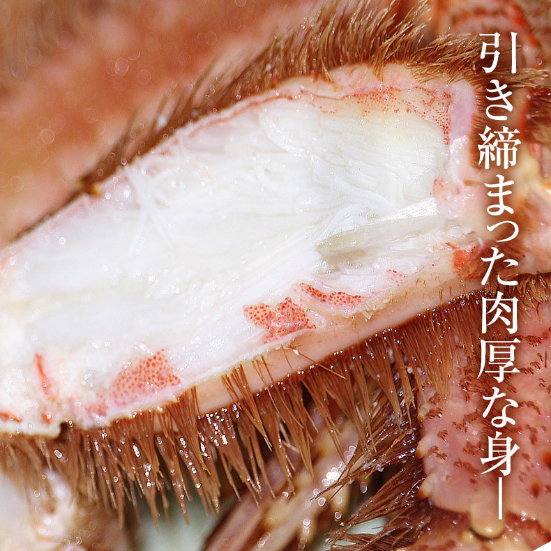 北海道産一級品 毛ガニ ボイル済み 最高級3特グレード堅蟹 360g前後×2杯 約2人前 【かに/カニ/蟹/毛蟹/毛がに/浜茹で/かにみそ/蟹味噌/冷凍】【母の日/ギフト/食べ物/プレゼント/贈答】