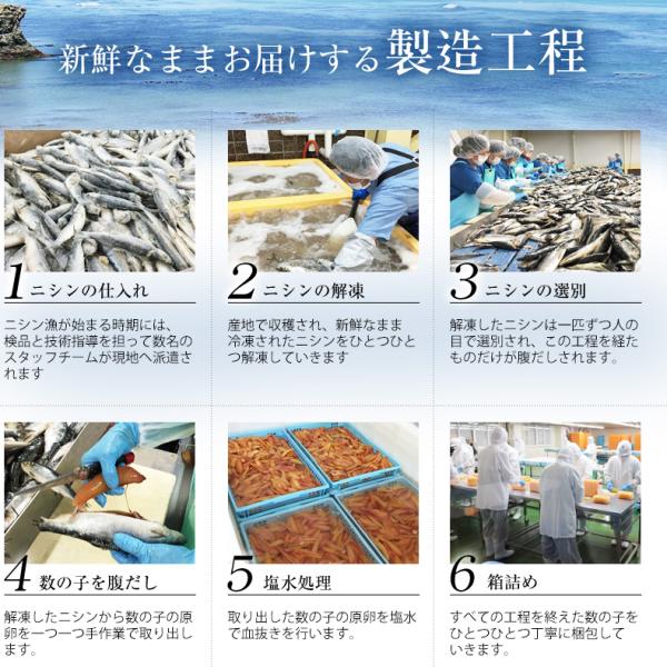 塩数の子 450g 一本羽 本ちゃん 化粧箱入り 口の中でプチプチと弾けるような抜群の歯ごたえ 【松前漬け/数の子/カズノコ/かずのこ/塩かずのこ/塩カズノコ/ギフト/贈答】