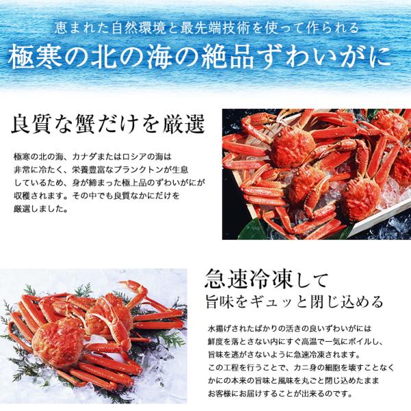 本ズワイガニ 姿 ボイル 1.5kg 500g×3尾 シーフードの本場で獲れた豪華ずわいがに。解凍するだけ 【かに/カニ/ずわい蟹/ズワイ蟹/ボイルズワイガニ/カニ味噌/ギフト/贈り物/化粧箱/熨斗】